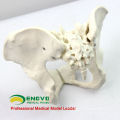 PELVIS02 (12339) Medical Anatomical Adult Male Pelvis Models, Anatomy Models&gt; Male / Female Models